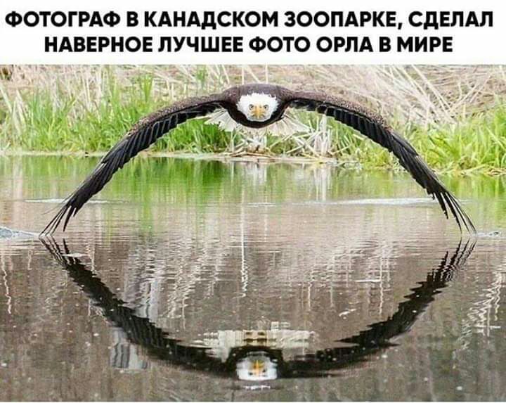 ФОТОГРАФ В КАНАДСКОМ ЗООПАРКЕ СДЕЛАЛ НАВЕРНОЕ ЛУЧШЕЕ ФОТО ОРЛА В МИРЕ