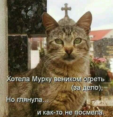 Хотела Мурку веникоптщреть т за дгпо Ё Но глянула ь и как то не тосмепё к И