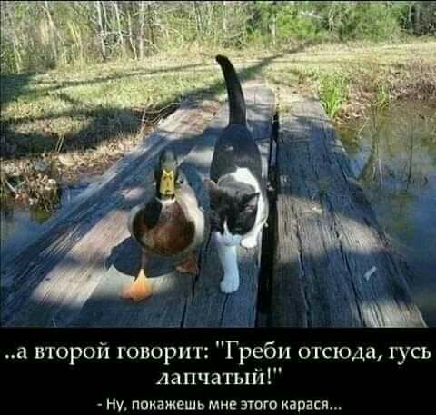 а второй говорит Греби отсюда гусь лапчатый Ну покажешь мне ЭТОГО карася