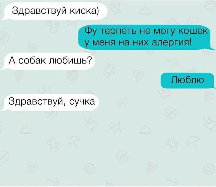 Здравствуй киска А собак любишь Здравствуй сучка