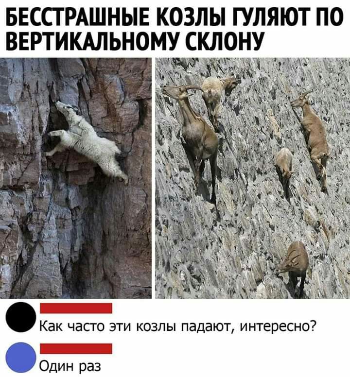 БЕССТРАШНЫЕ КОЗЛЫ ГУЛЯЮТ ПО ВЕРТИКАЛЬНОМУ СКЛОНУ ага _ Как часто эти козлы падают интересно _д0дин раз