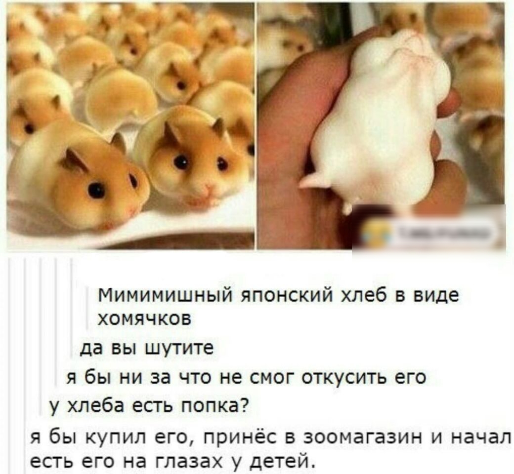 Японский хомяк