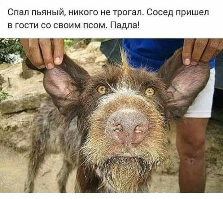 Спал пьяный никого не трогал Сосед пришел в гости со своим псом Падла