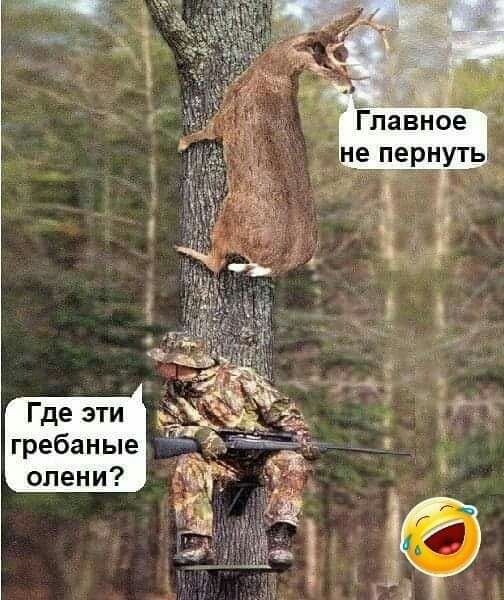 Главнсоё е пернуть Где эти _ гребаные олени