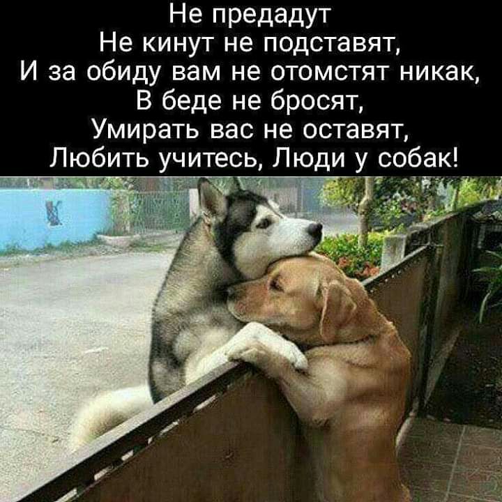 Не предадут Не кинут не подставят И за обиду вам не отомстят никак В беде не бросят Умирать вас не оставят Любить учитесь Люди у собак