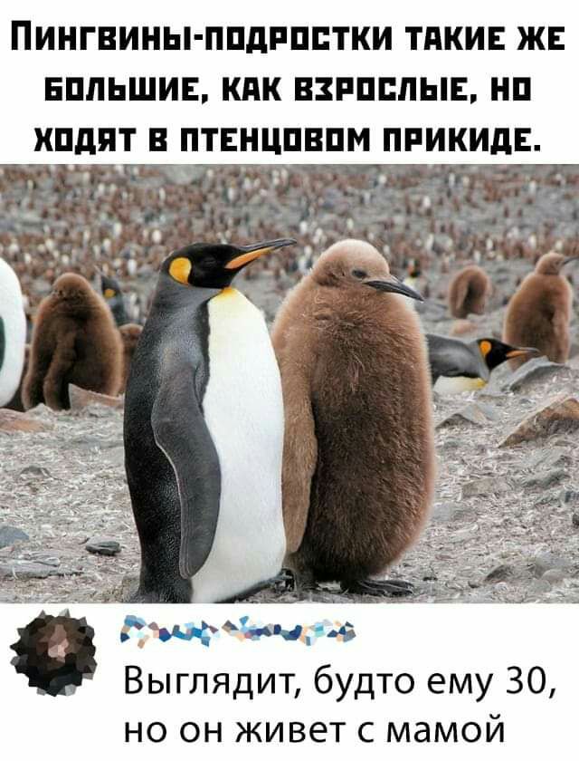 ПИНГВИНЫ ППДРППТКИ ТПКИЕ ЖЕ ЕППЬШИЕ КПК ВЗРПЕПЫЕ НП ХПдЯТ В ПТЕНЦПВПМ ПРИКИДЕ 3пос Выглядит будто ему 30 но он живет с мамой