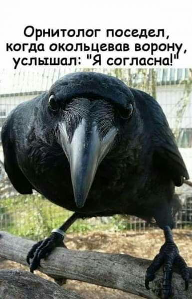 Орнитолог поседел когда окольцевав ворон услышал Я согласна 5 Мы