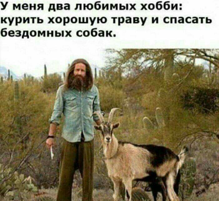 У меня два любимых хобби курить хорошую траву и спасать бездомных собак