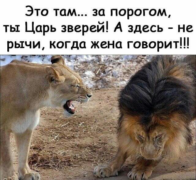 Это там за порогом ты Царь зверей А здесь не рычи когда жена говорит
