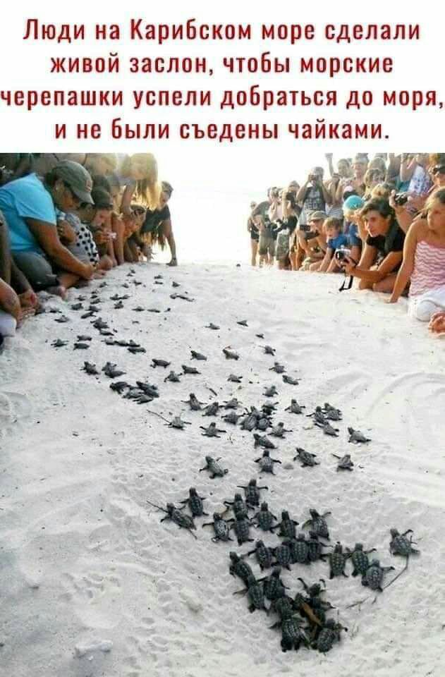 Люди на Карибском море сделали живой заслон чтобы морские черепашки успели добраться до моря и не Были съедены чайками