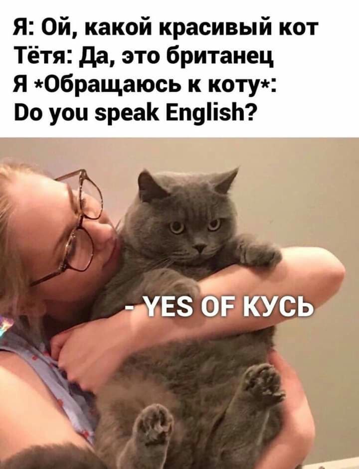 Я Ой какой красивый кот Тётя да это британец Я Обращаюсь к коту Во уоц зреак Еп9і1