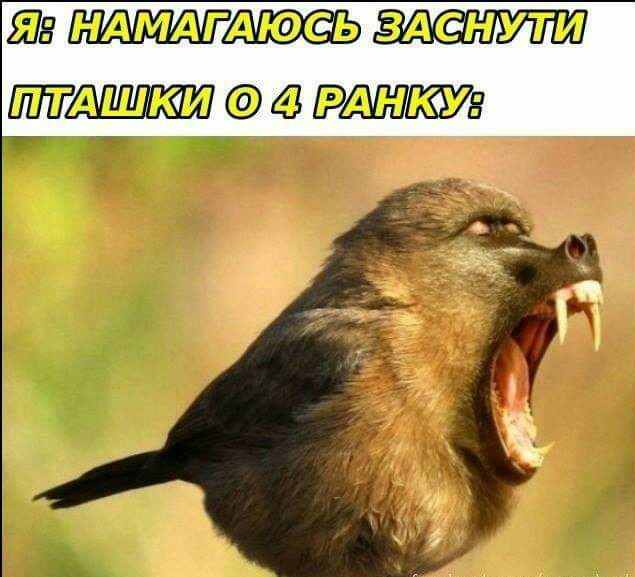 Я НАМАГДЮСЬ ЗАСНУТИ ПТАШКИ О 4 РАНКУ