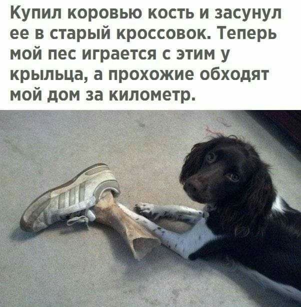Купил коровью кость и засунул ее в старый кроссовок Теперь мой пес играется с этим у крыльца а прохожие обходят мой дом за километр