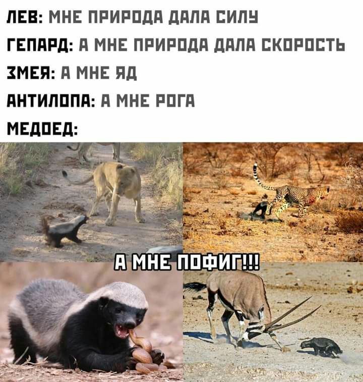 ЛЕВ МНЕ ПРИРПдП ддПд ЕИЛН ГЕПдРд д МНЕ ПРИРПдд дппд ЕКПРПСТЬ МЕП д МНЕ Яд АНТИЛППП П МНЕ РПГд МЕдПЕд