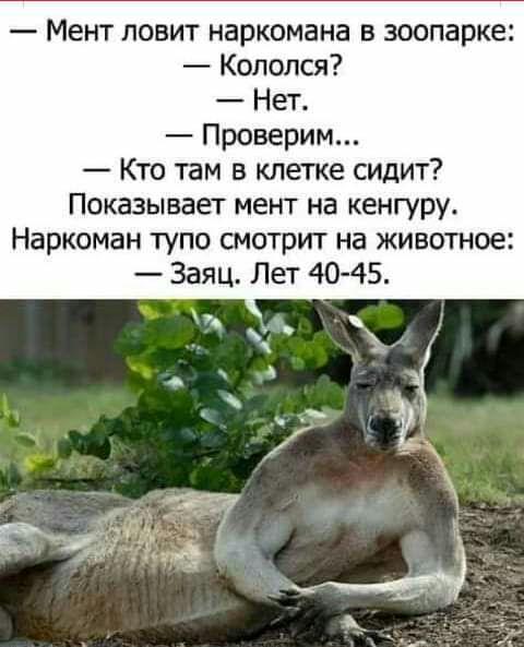 Мент ловит наркомана в зоопарке Колопся Нет Проверим Кто там в клетке сидит Показывает мент на кенгуру Наркоман тупо смотрит на животное Заяц Лет 4045