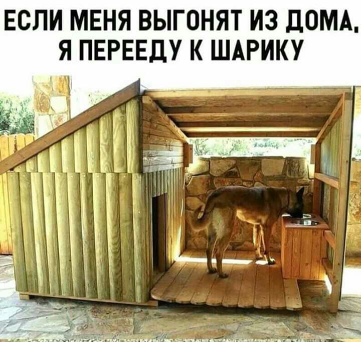 ЕСЛИ МЕНЯ ВЫГОНЯТ ИЗ ДОМА Я ПЕРЕЕДУ К ШАРИКУ