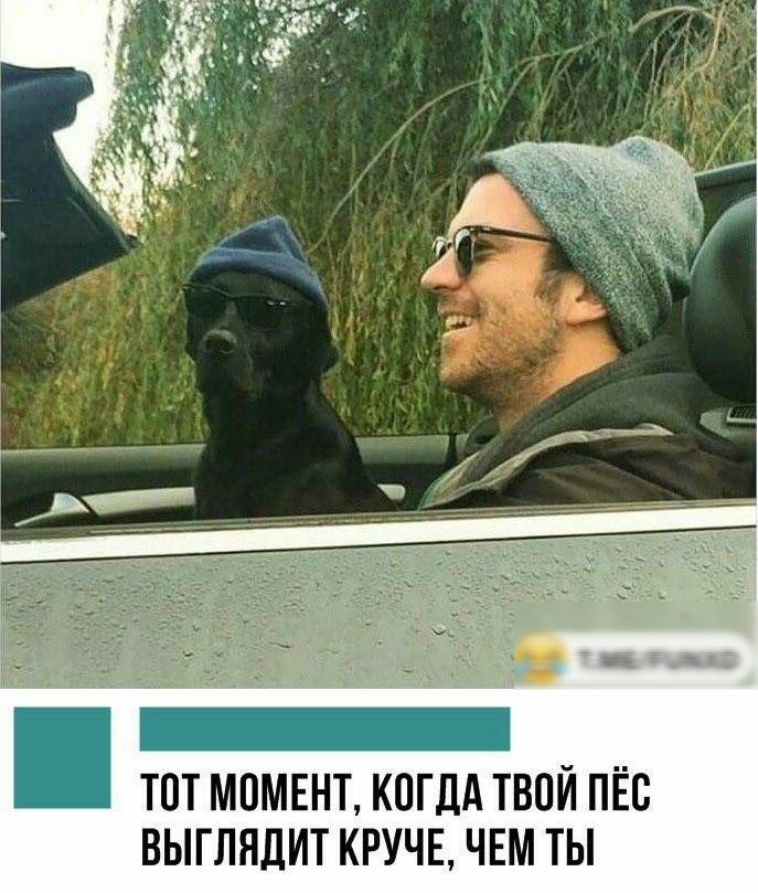 _ ТОТ МПМЕНТ КОГДА ТВПЙ ПЁС ВЫГЛЯДИТ КРУЧЕ ЧЕМ ТЫ