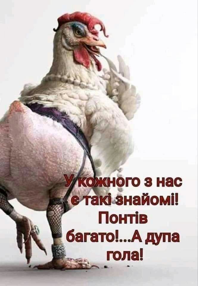Бнайомі гг Понтів _ багатоА дупа года