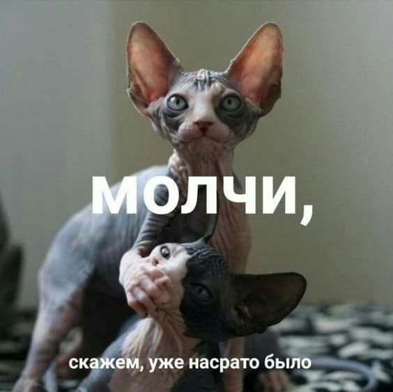 у _ иасрато ЕК