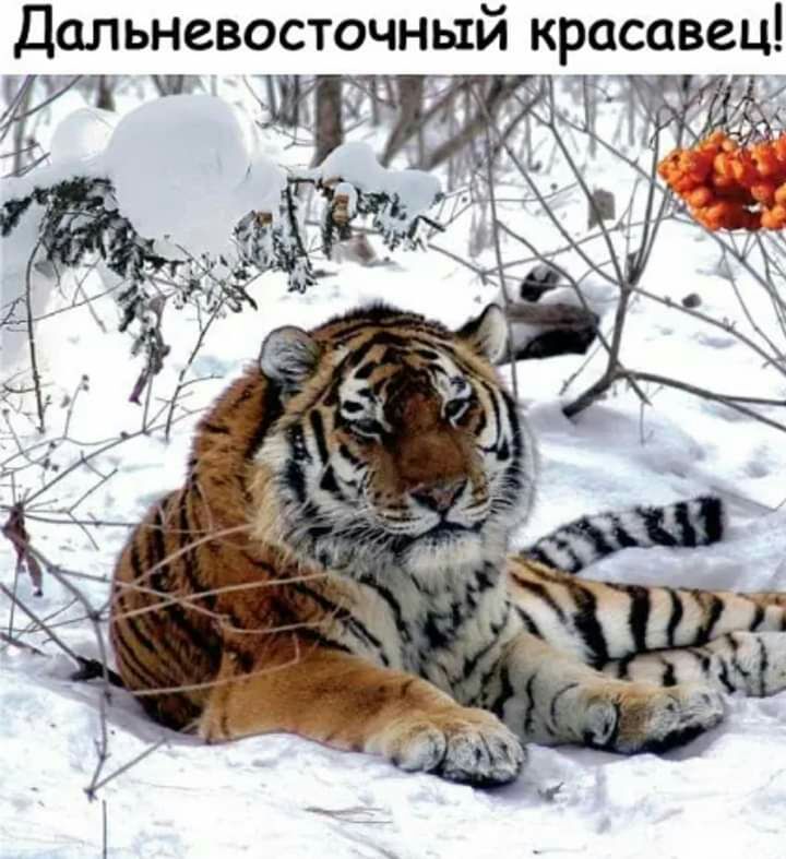 Дальневосточный красавец