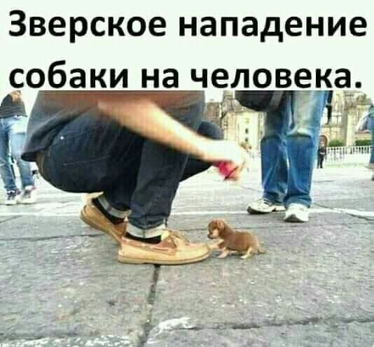 Зверское нападение собаки на человека