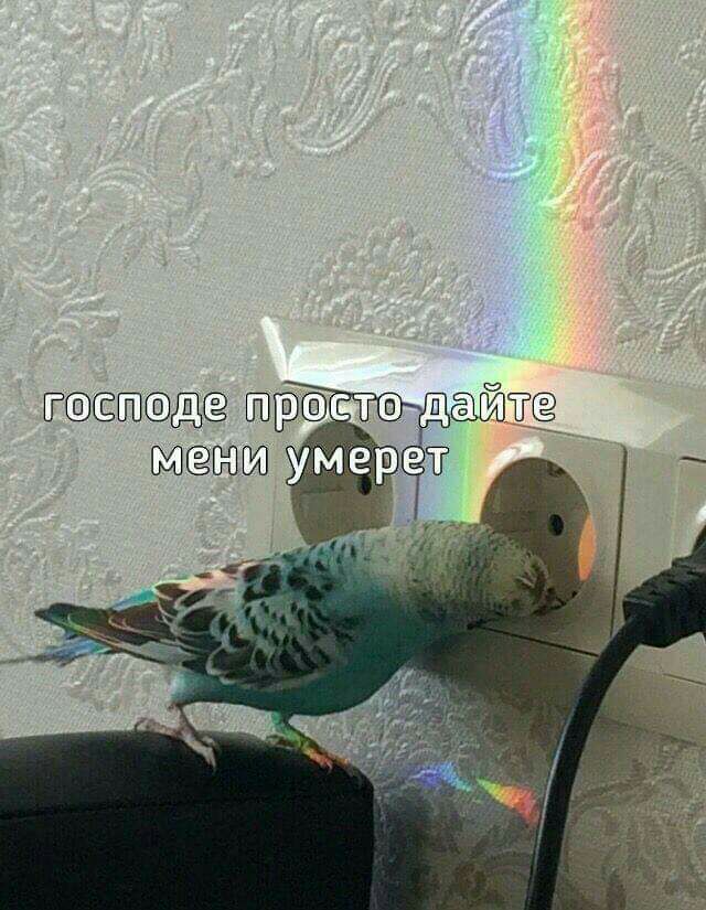 т стэ йткг