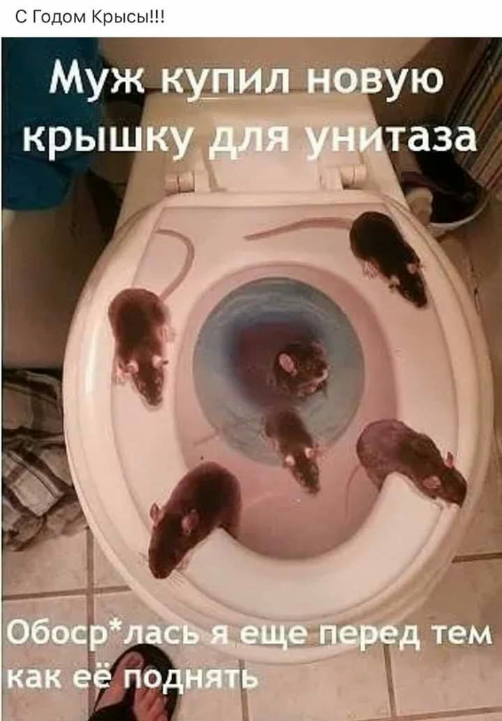 С Годом Крысы