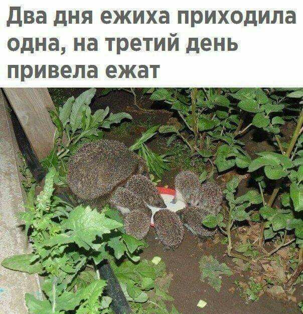 Два дНЯ ежиха приходила одна на третий день привела ежат