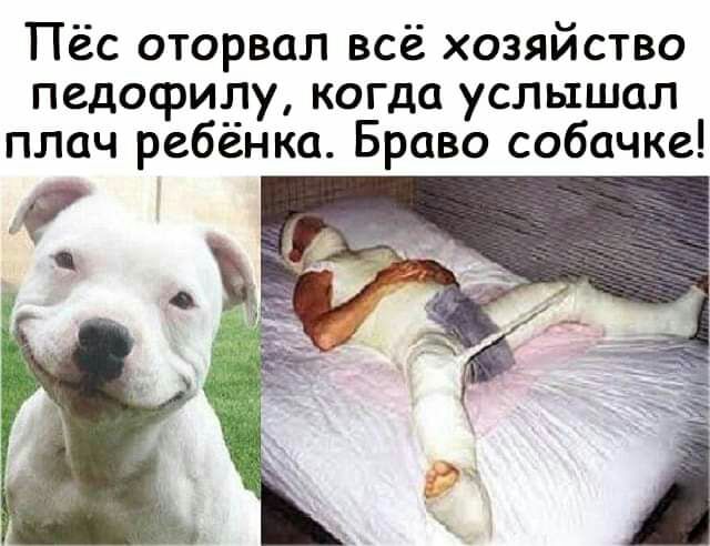 Пёс оторвал всё хозяйство педофиду когда услышал плач ребенка Браво собачке