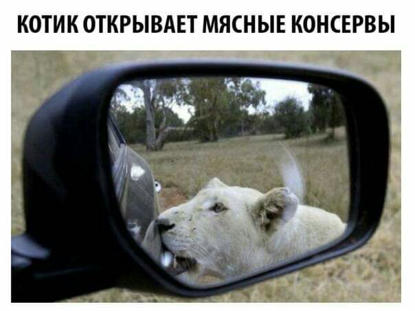 КОТИК ОТКРЫВАЕТ МЯСНЫЕ КОНСЕРВЫ