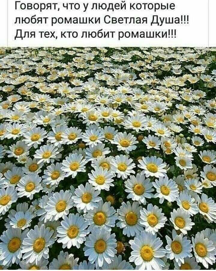 Говорят что у людей которые любят ромашки Светлая Душа Для тех кто любит ромашки