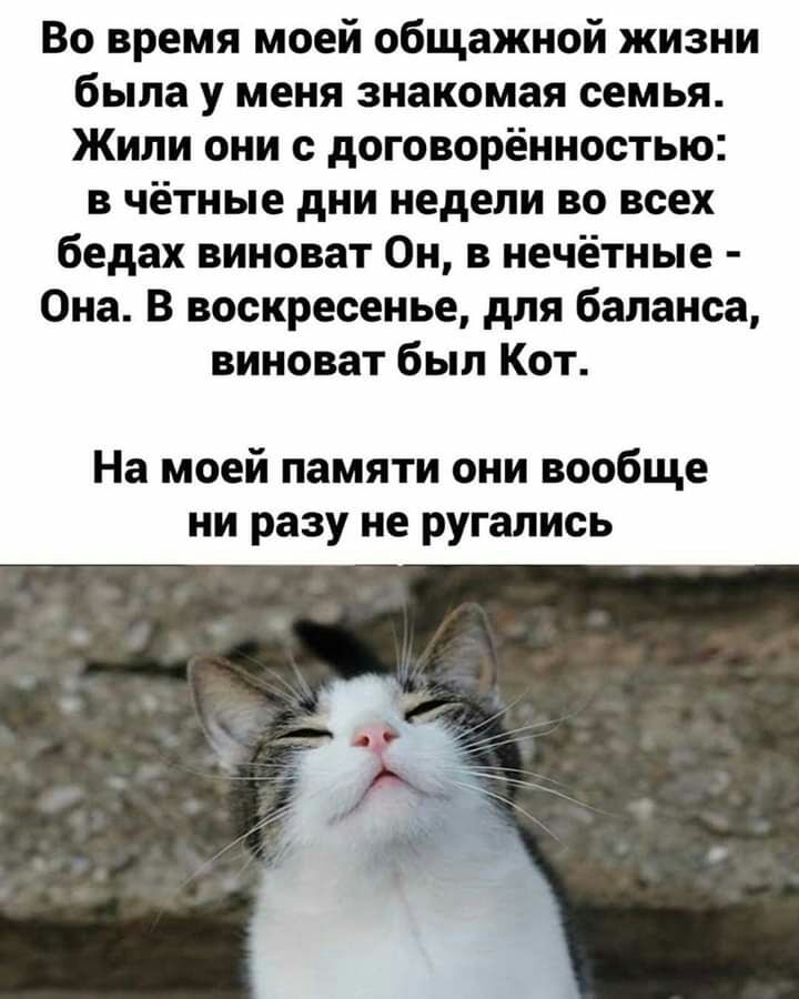 Во время моей общажной жизни была у меня знакомая семья Жили они с договорённостью в чётные дни недели во всех бедах виноват Он в нечётные Она В воскресенье для баланса виноват был Кот На моей памяти они вообще ни разу не ругались