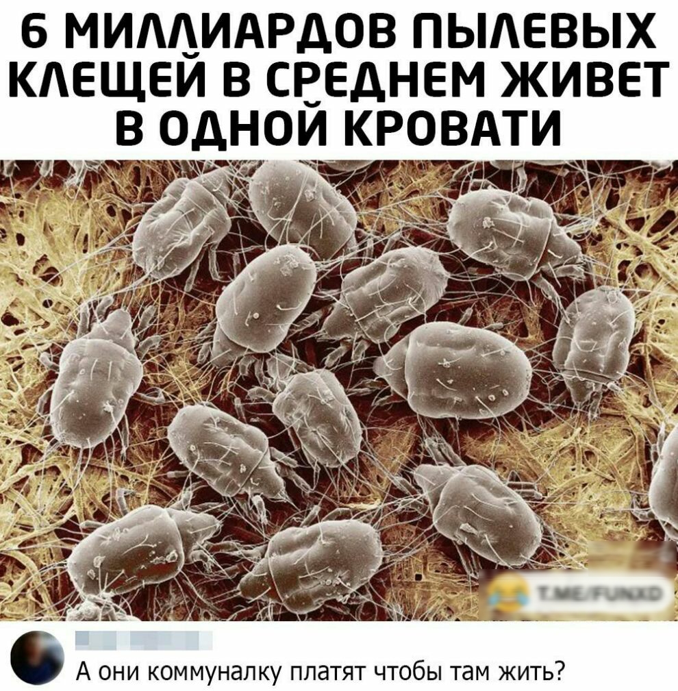 б МИАЦИАРДОВ ПЫАЕВЫХ КАЕЩЕИ В СРЕДНЕМ ЖИВЕТ В ОДНОИ КРОВАТИ А они коммуналку платят чтобы там жить