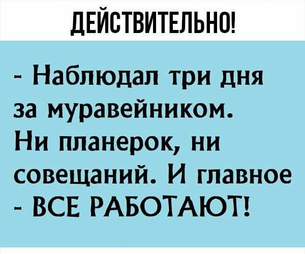 дЕЙСТВИТЕЛЬНО Наблюдал три дня за муравейником Ни планерок ни совещаний И главное ВСЕ РАБОТАЮТ