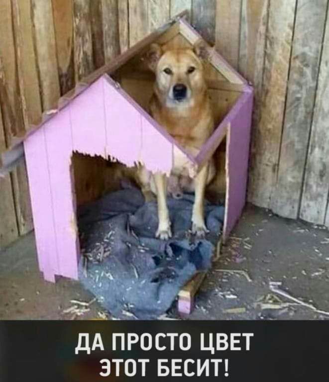 ДА ПРОСТО ЦВЕТ ЗТОТ БЕСИТ