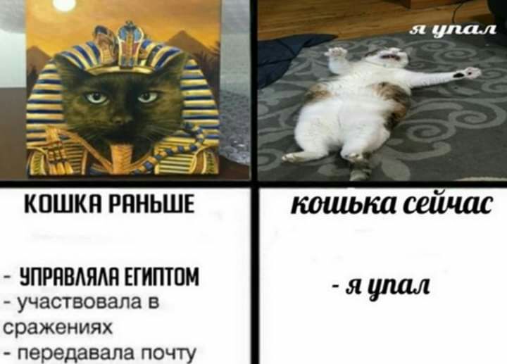 КПШКП РПНЬШЕ НПРПВАЯАП ЕГИПТПМ участвовала в сражениях передавала почту яупал