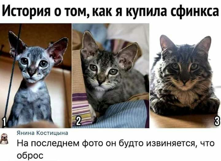 История о том как я купила сфинкса Янина Костицыиа На последнем фото он будто извиняется что оброс