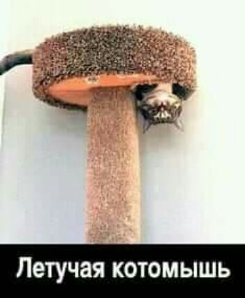 Летучая котомышь