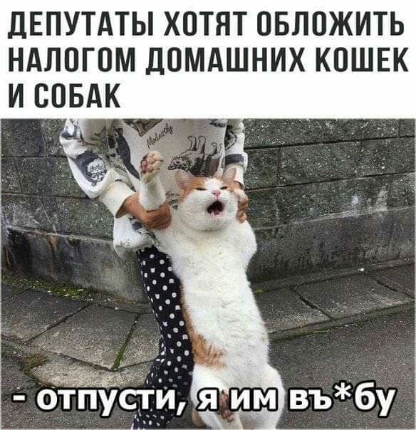 дЕПУТАТЫ ХОТЯТ ОБЛОЖИТЬ НАЛПГПМ ЛОМАШНИХ КОШЕК И СОБАК