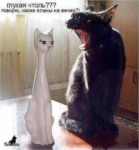 глухая чтоль говорю какие планы на вече 7