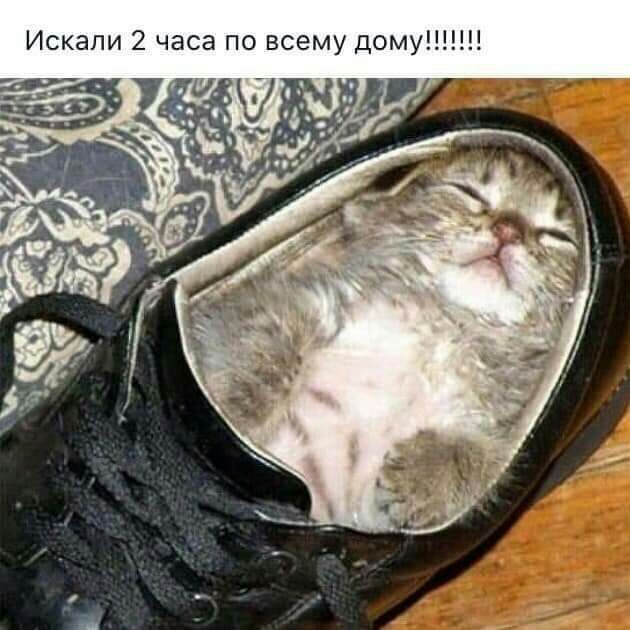 Искали 2 часа по всему дому