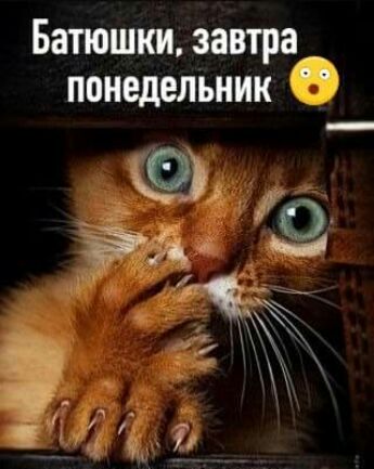 Багюшки завтра понедельник
