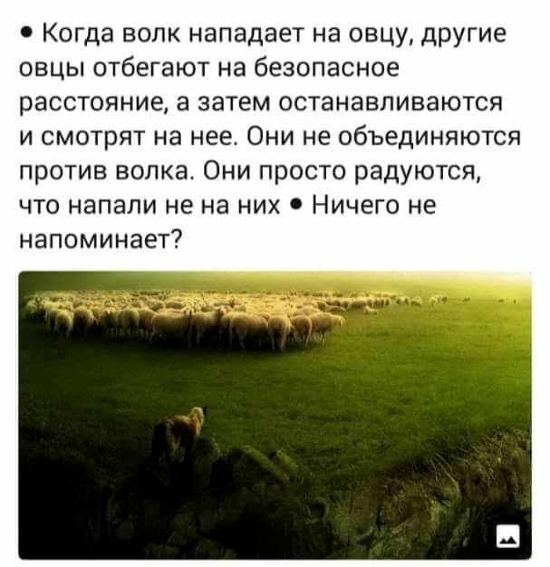 Когда волк нападает на овцу другие овцы отбегают на безопасное расстояние в затем останавливаются и смотрят на нее Они не объединяются против волка Они просто радуются что напали не на них 0 Ничего не напоминает
