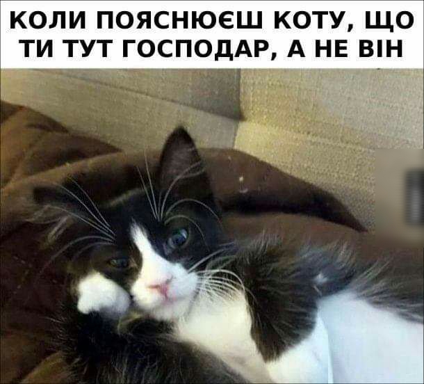 КОЛИ ПОЯСНЮЕШ КОТУ ЩО ТИ ТУТ ГОСПОДАР А НЕ ВН