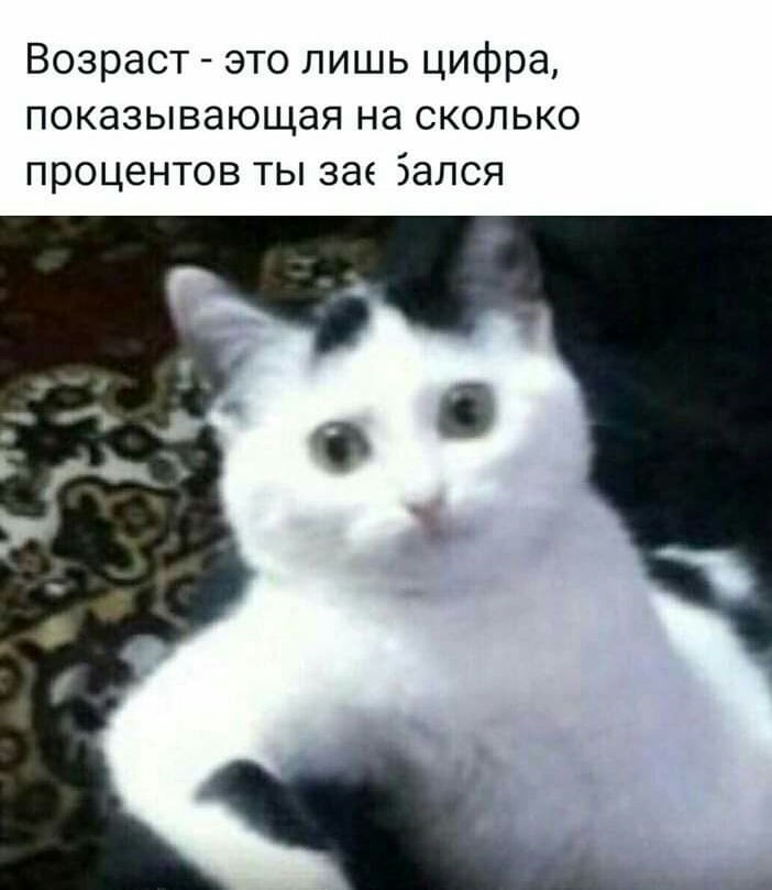 Возраст это лишь цифра показывающая на сколько процентов ты за Залоя