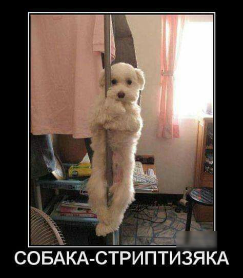 СОБАКА СТ ПТИЗЯКА