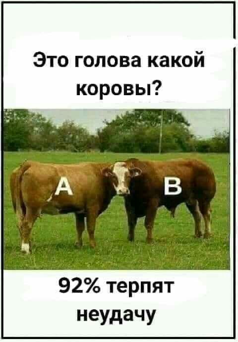 Это голова какой коровы 92 терпят неудачу