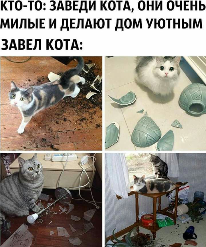 КТО ТО ЗАВЕДИ КОТА ОНИ ОЧЕНЬ МИЛЫЕ И ДЕЛАЮТ ДОМ УЮТНЫМ ЗАВЕЛ КОТА