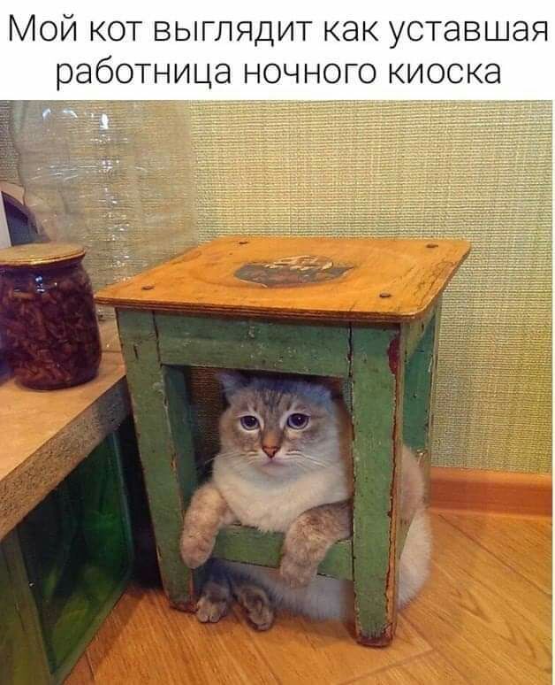 Мой кот выглядит как уставшая работница ночного киоска