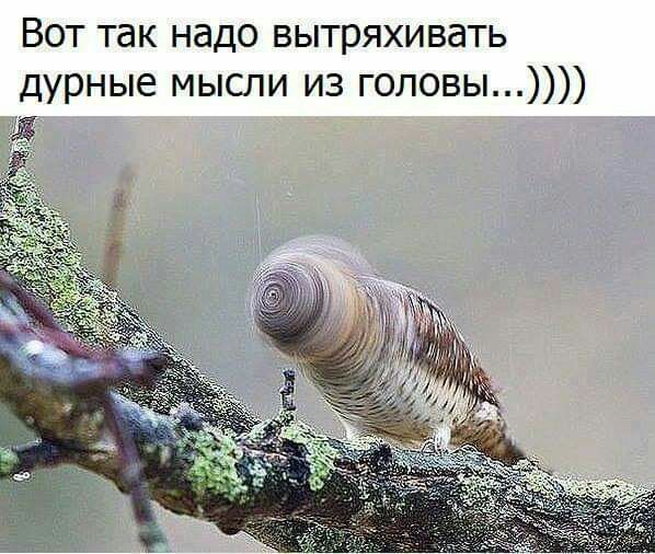 Вот так надо вытряхивать дурные мысли из головы